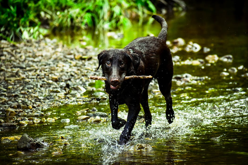 Hund njuter av frihet