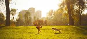 Golden retriever in the park playing with owner