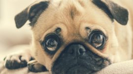Liten hund med sorgsna ögon